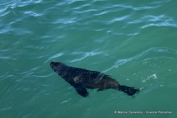 Cape fur seal, South Africa