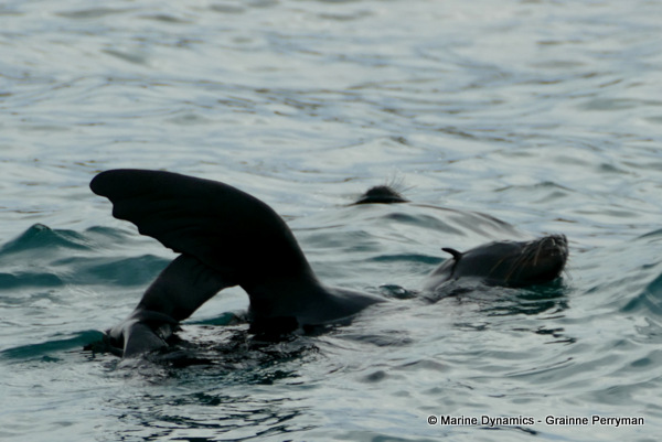 Cape fur seal, South Africa