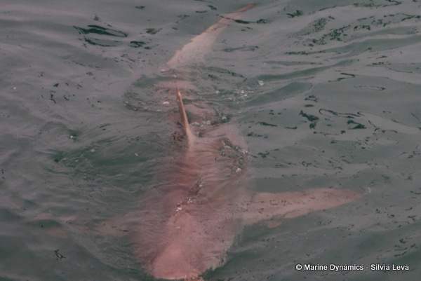 Bronze whaler shark, South Africa