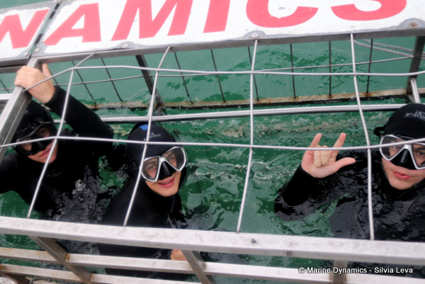 Shark cage diving, South Africa