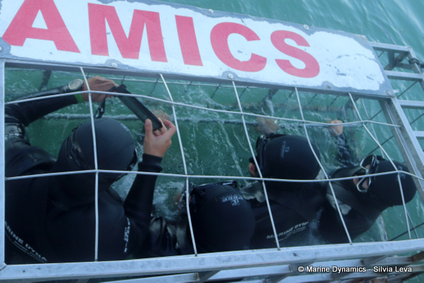 Shark cage diving, South Africa