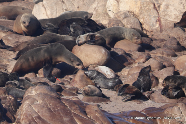 cape fur seal, South Africa
