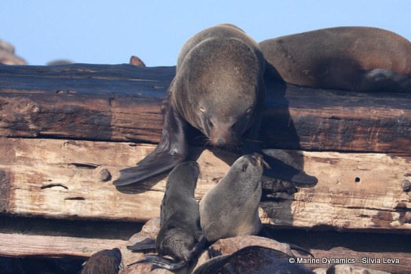 cape fur seal, South Africa
