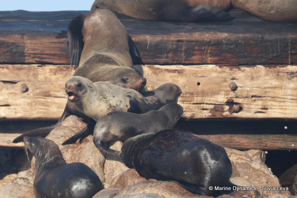 cape fur seal, South Africa
