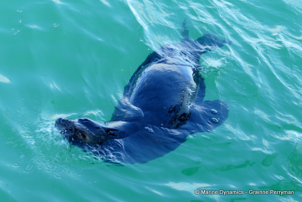 Cape fur seal, South Africa