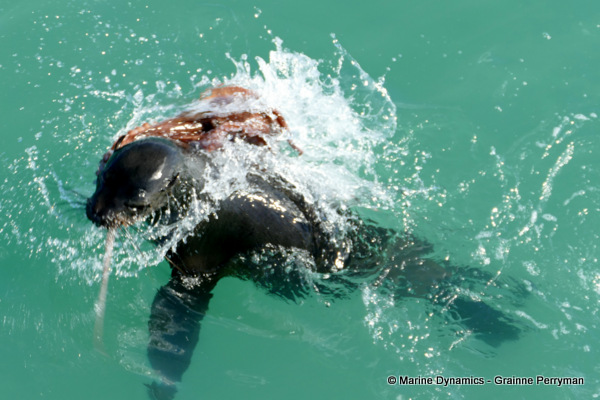 Cape fur seal, South Africa