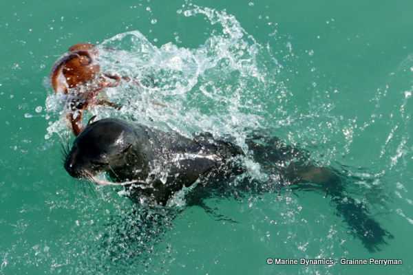 Cape fur seal, South Africa