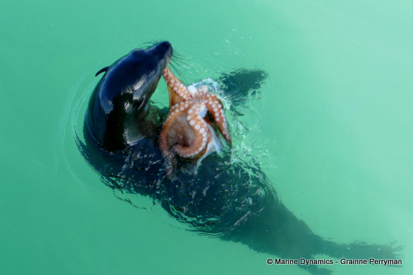 Cape fur seal, South Africa