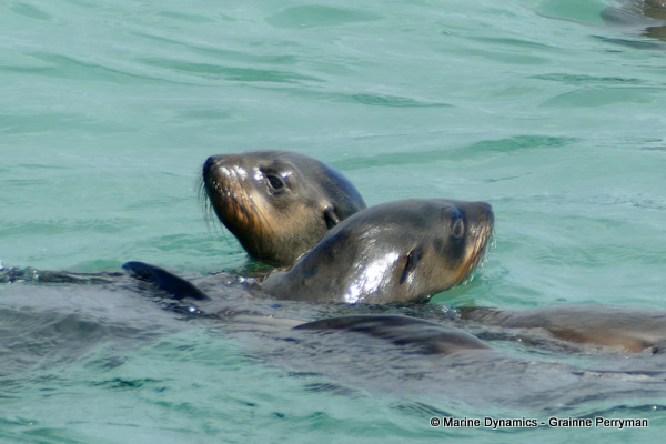 Cape fur seal, South Africa