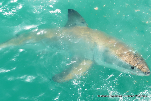 Great white shark, South Africa