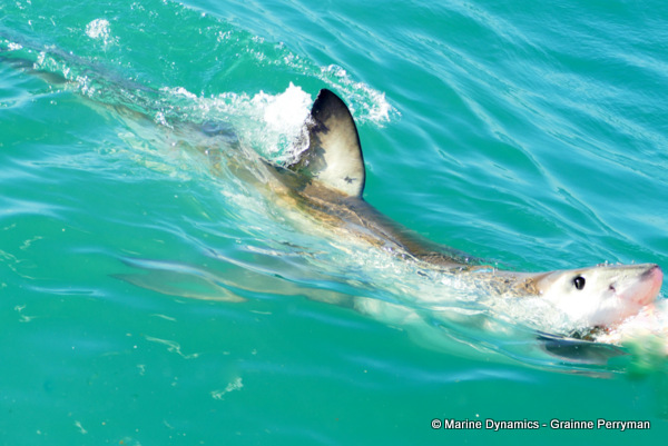 Great white shark, South Africa