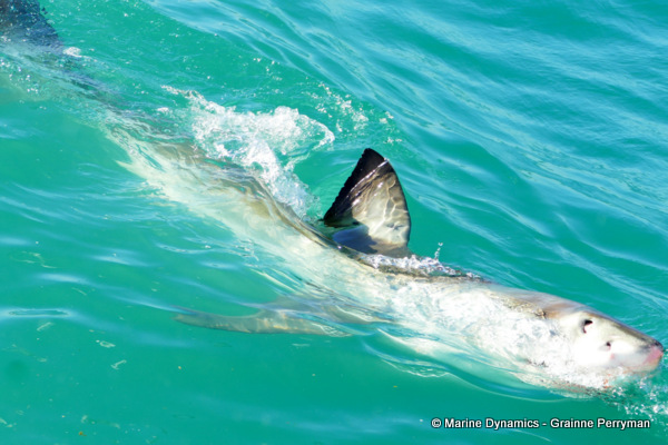 Great white shark, South Africa