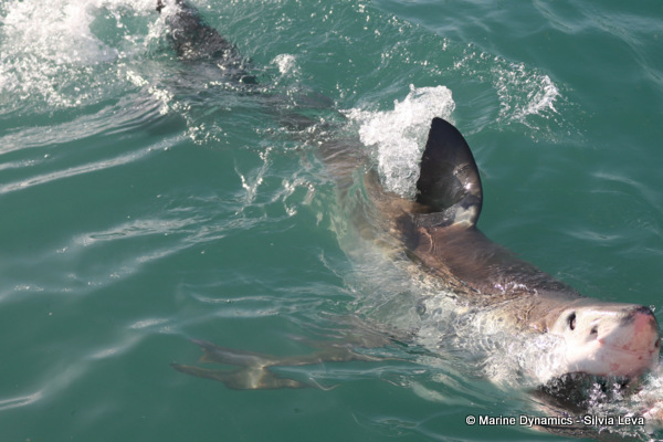 Great white shark, South Africa