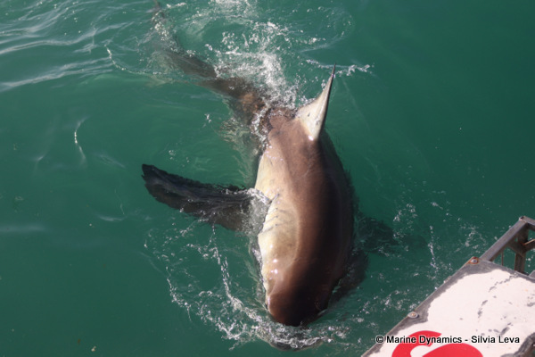Great white shark, South Africa