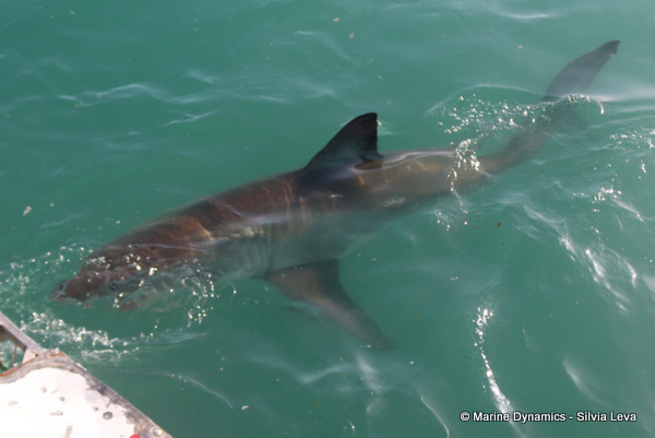 Great white shark, South Africa
