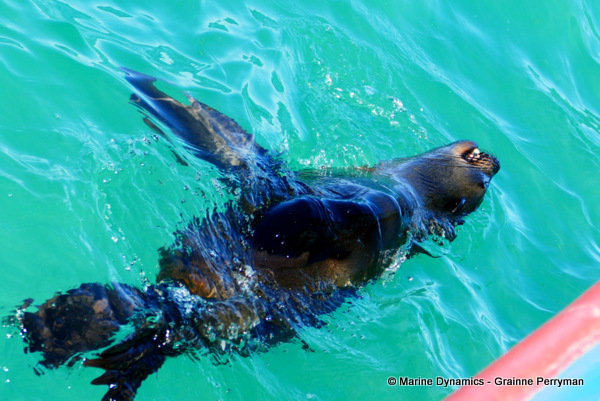 Cape fur seal, South Africa