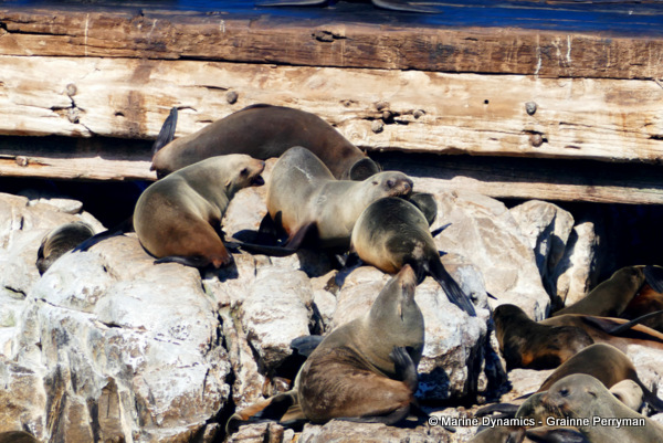 Cape fur seal, South Africa