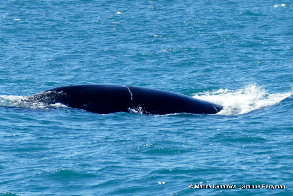 Southern right whale, South Africa