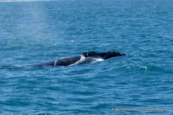 Southern right whale, South Africa