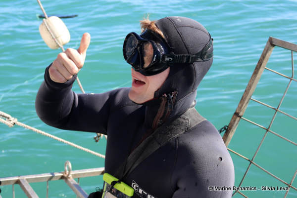 Shark cage diving, South Africa