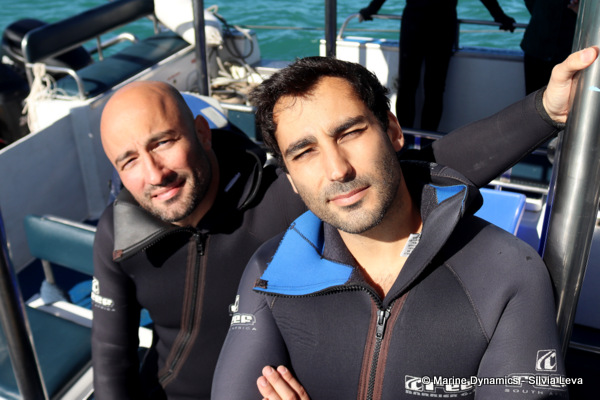Shark cage diving, South Africa
