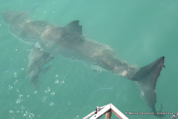 Great white shark, South Africa