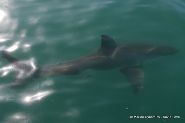 Great white shark, South Africa