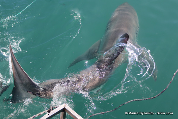 Great white shark, South Africa