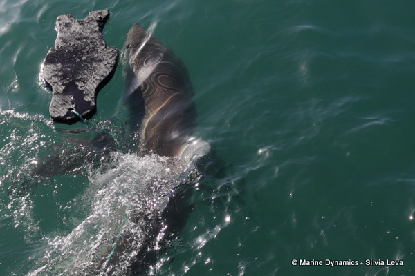 Great white shark, South Africa