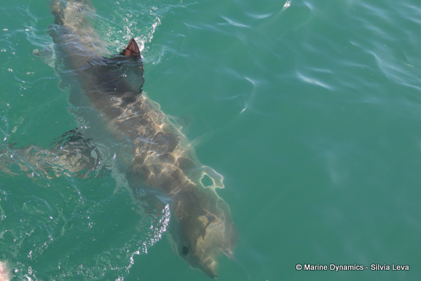 Great white shark, South Africa