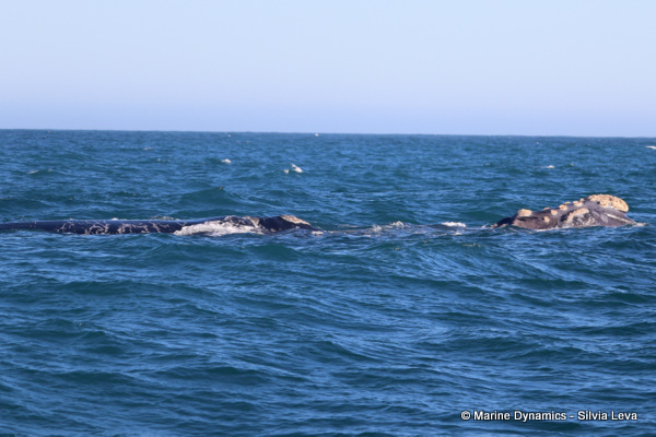 Southern Right Whale, South Africa