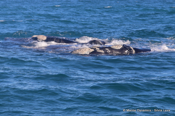 Southern Right Whale, South Africa