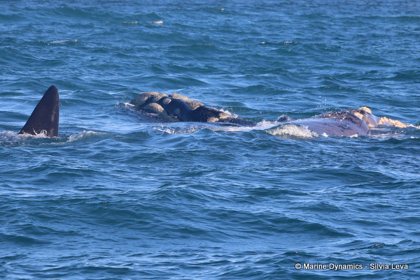 Southern Right Whale, South Africa