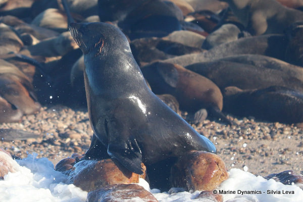 cape fur seal, South Africa