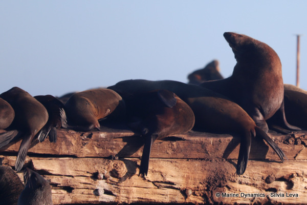 cape fur seal, South Africa