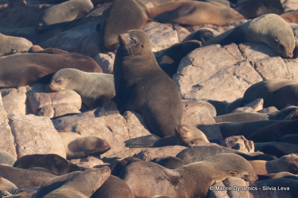 cape fur seal, South Africa