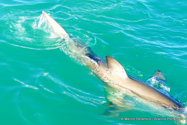Great white shark, South Africa