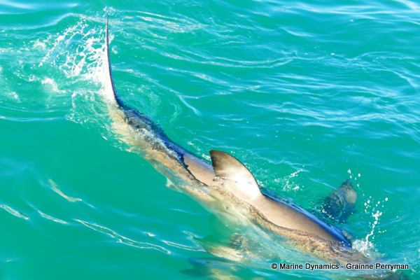Great white shark, South Africa
