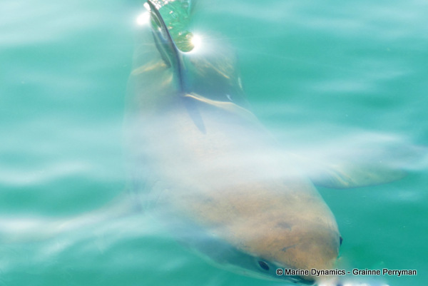 Great white shark, South Africa