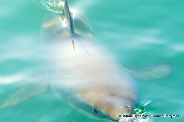Great white shark, South Africa