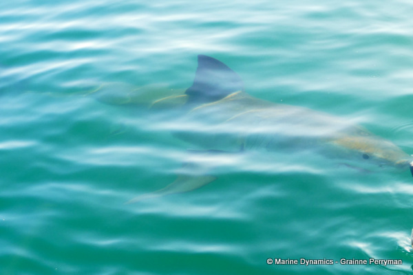 Great white shark, South Africa