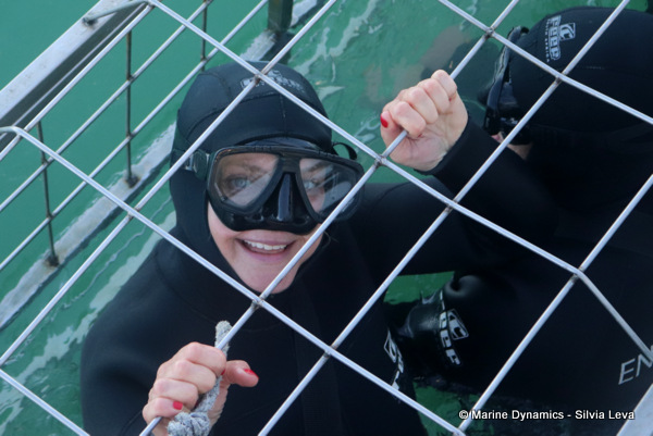 Shark cage diving, South Africa