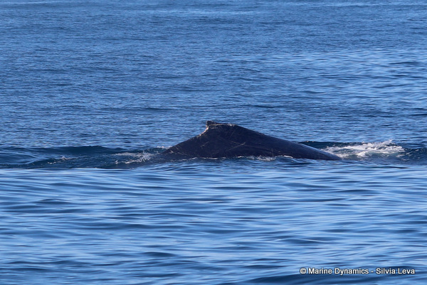 Humpback Whale, South Africa
