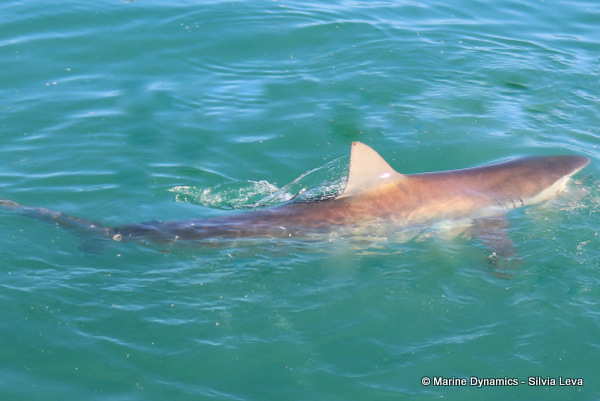 Bronze whaler shark, South Africa