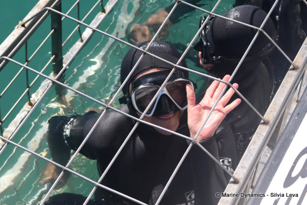 shark cage diving, South Africa
