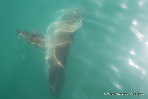 Bronze whaler shark, South Africa