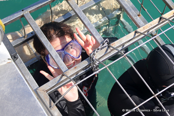 shark cage diving, South Africa