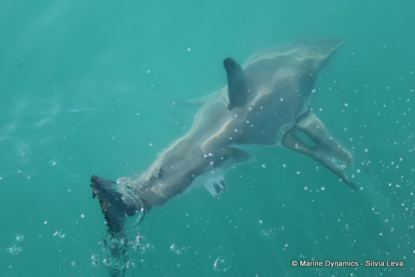 Great white Shark, South Africa