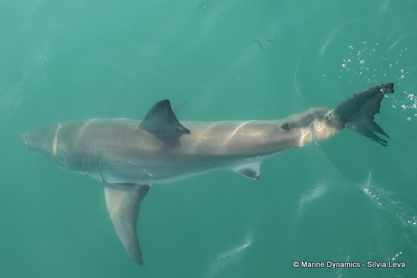 Great white Shark, South Africa