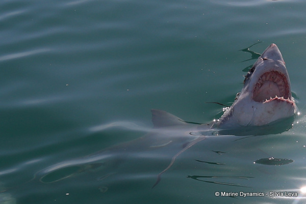 Great white Shark, South Africa